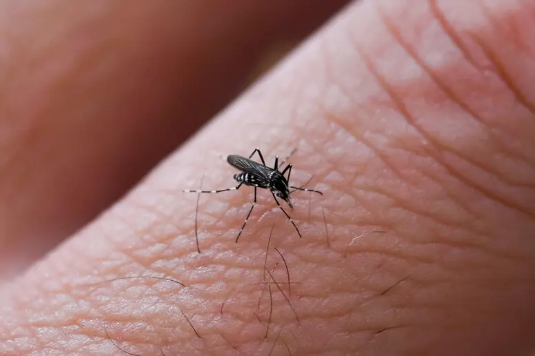 Una zanzara (foto Ansa)