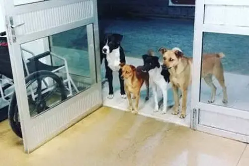 I cani all'ingresso dell'ospedale (foto da Facebook)