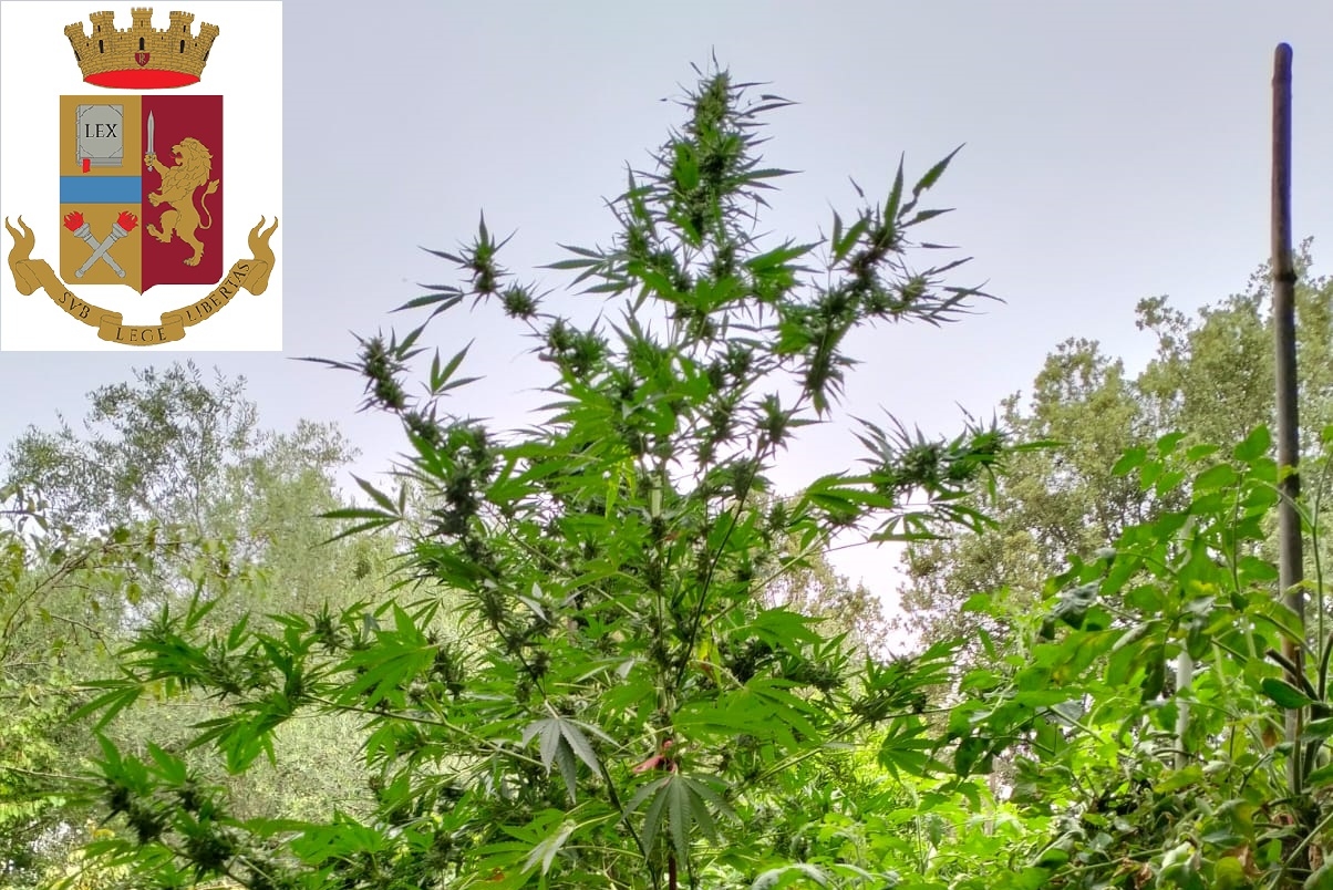 Le piante di marijuana trovate nella campagna di Oniferi dagli Agenti del Commissariato di Ottana (Foto Polizia di Stato)