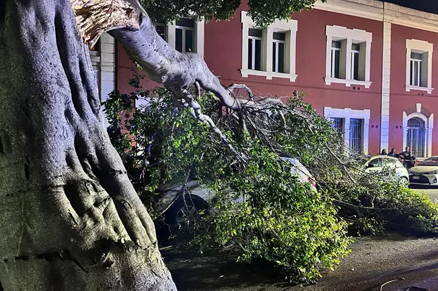 Il ramo del ficus crollato in viale Colombo