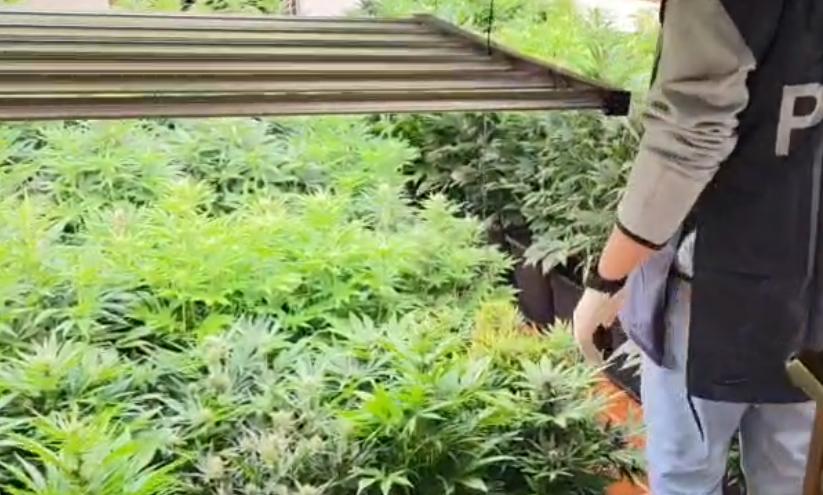 In casa una serra con 120 piante di cannabis: Pula, arrestata una 44enne