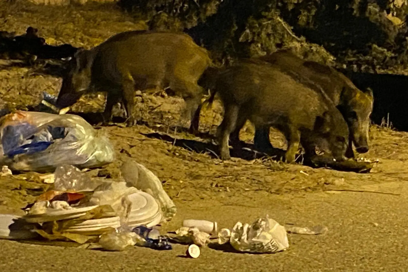 I cinghiali nella borgata di San Giovanni di Sinis(Foto Sara Pinna)