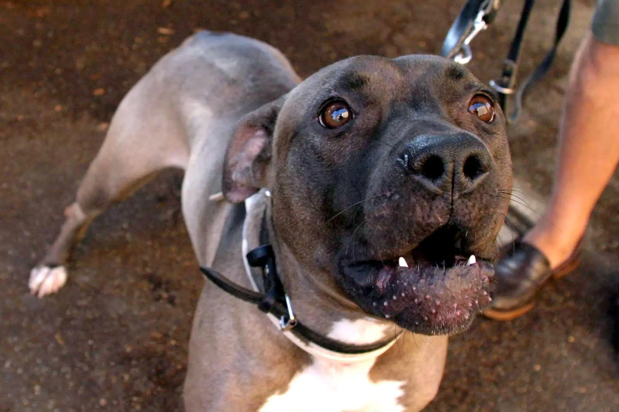 Immagine simbolo (Ansa)