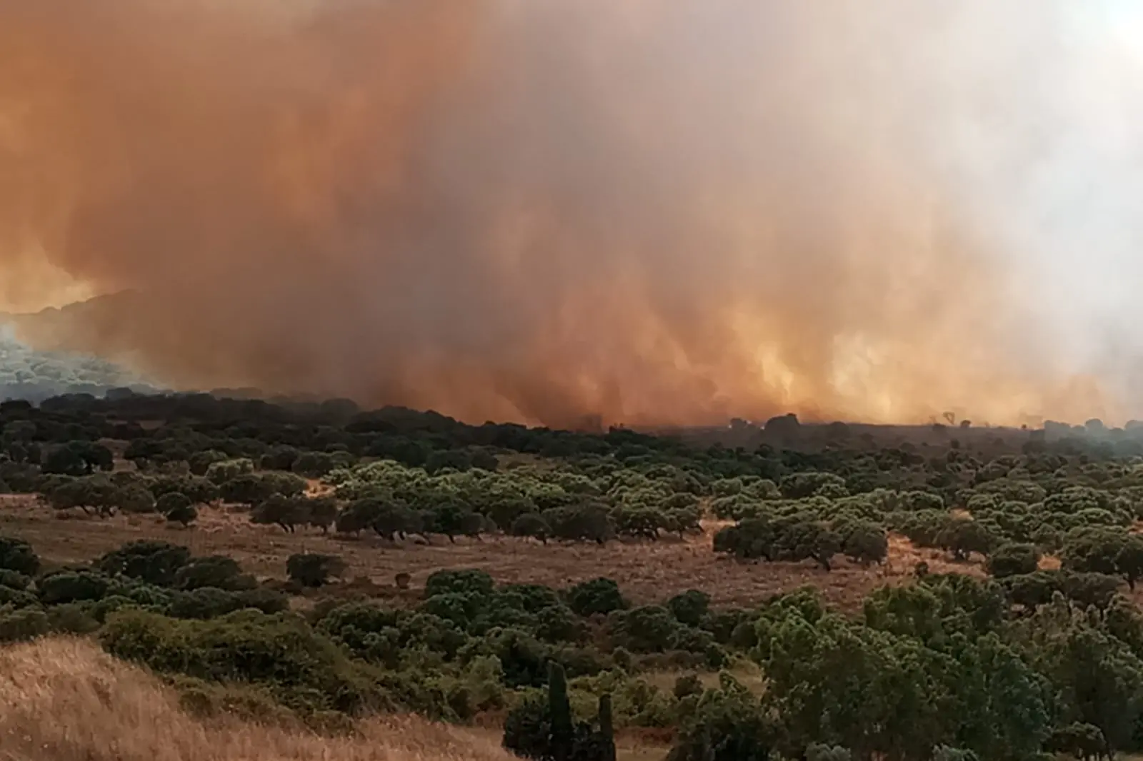 Il grosso incendio nelle campagne di Sedini