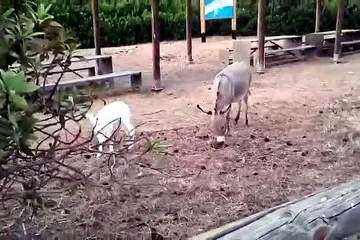 Fiocco rosa all'Asinara: l'ultima nata è l'asinella Caterina
