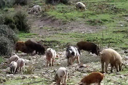 Peste suina africana: centinaia di maiali abbattuti in Baronia