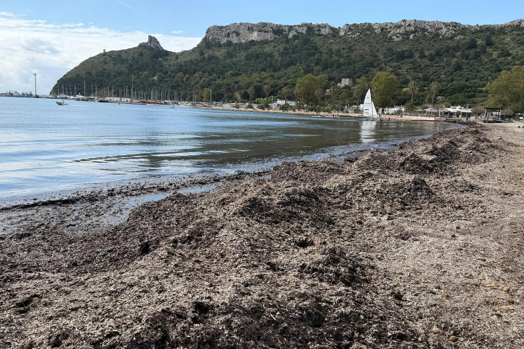Banchi di posidonia alla prima fermata del Poetto (foto Anedda Endrich)