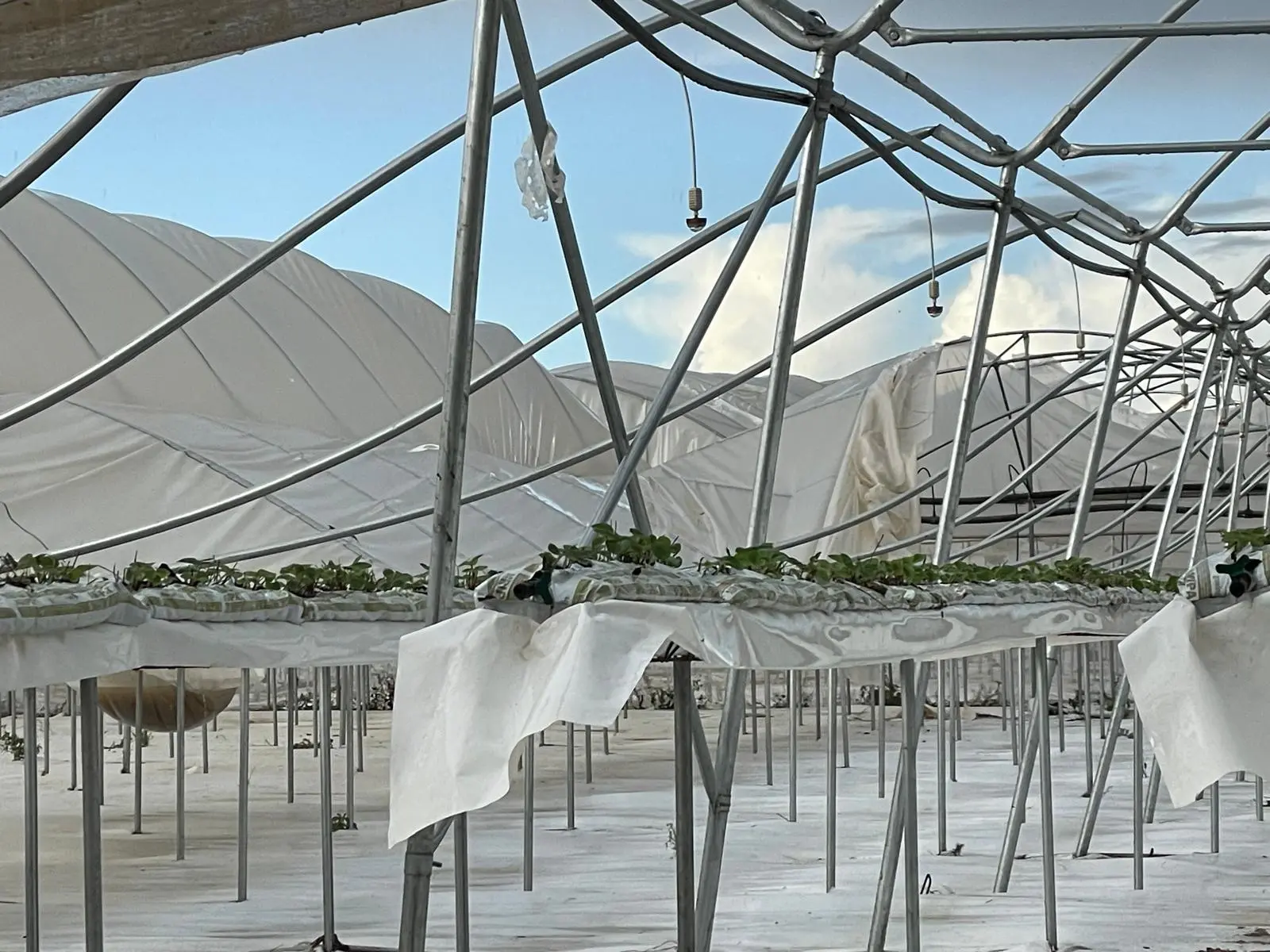 Danni maltempo San Nicolò d'Arcidano (Foto Coldiretti)