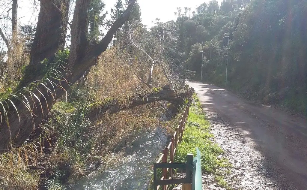 Il tronco di un pioppo fune quasi da tappo allo scorrimento del rio San Giovanni (foto Farris)
