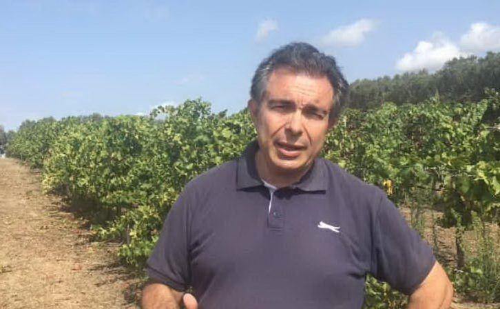 Gianni Lovicu, responsabile settore vitivinicolo Agris (foto Roberto Ripa)