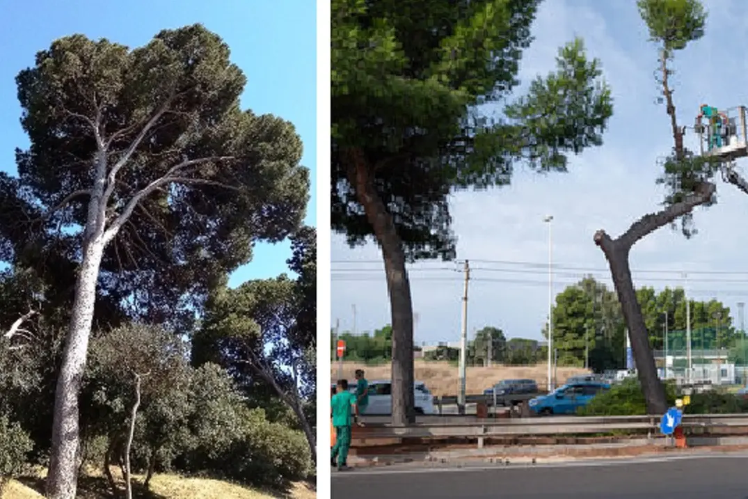 Stop al taglio degli alberi a Cagliari (L'Unione Sarda)