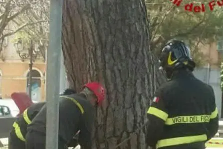 I vigili del fuoco sono intervenuti a Iglesias per dei rami pericolanti