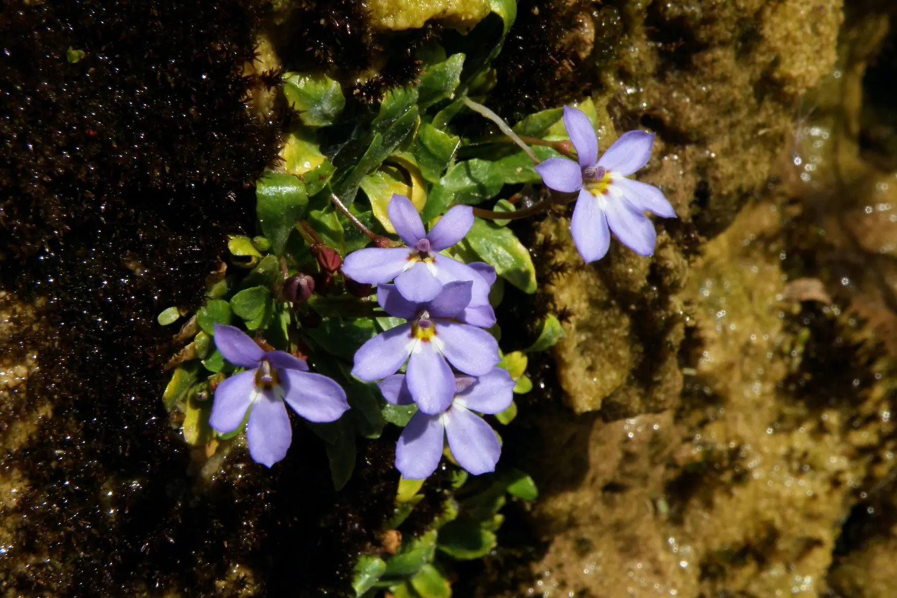 Il fiore della pianta endemica della Sardegna  (L'Unione Sarda)