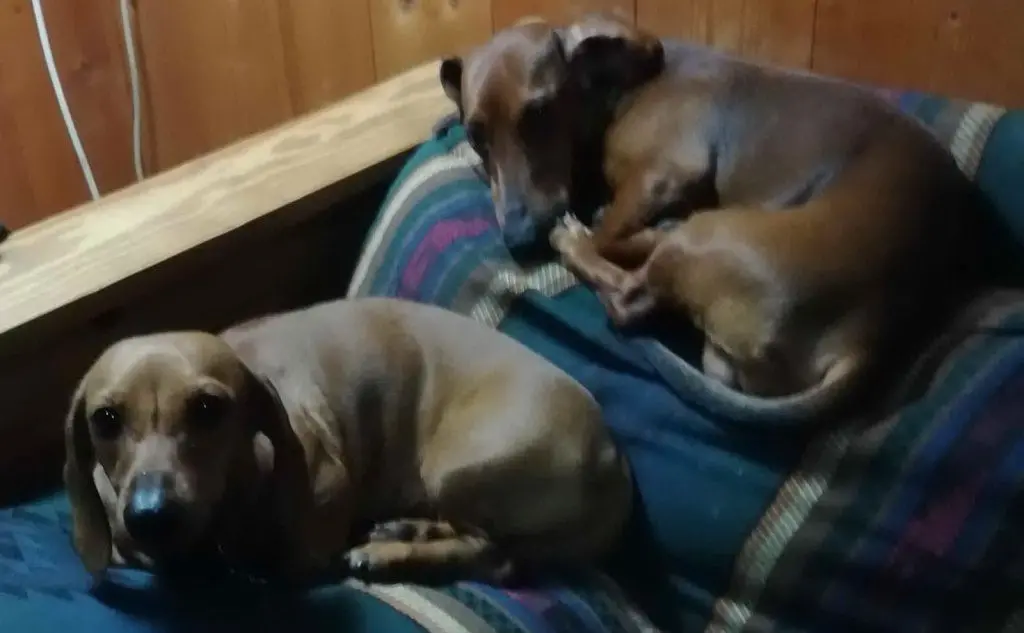 Pepito e Grace nella foto inviata da Sergio, Sassari