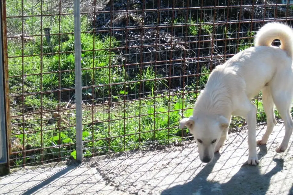Il canile di Nurri