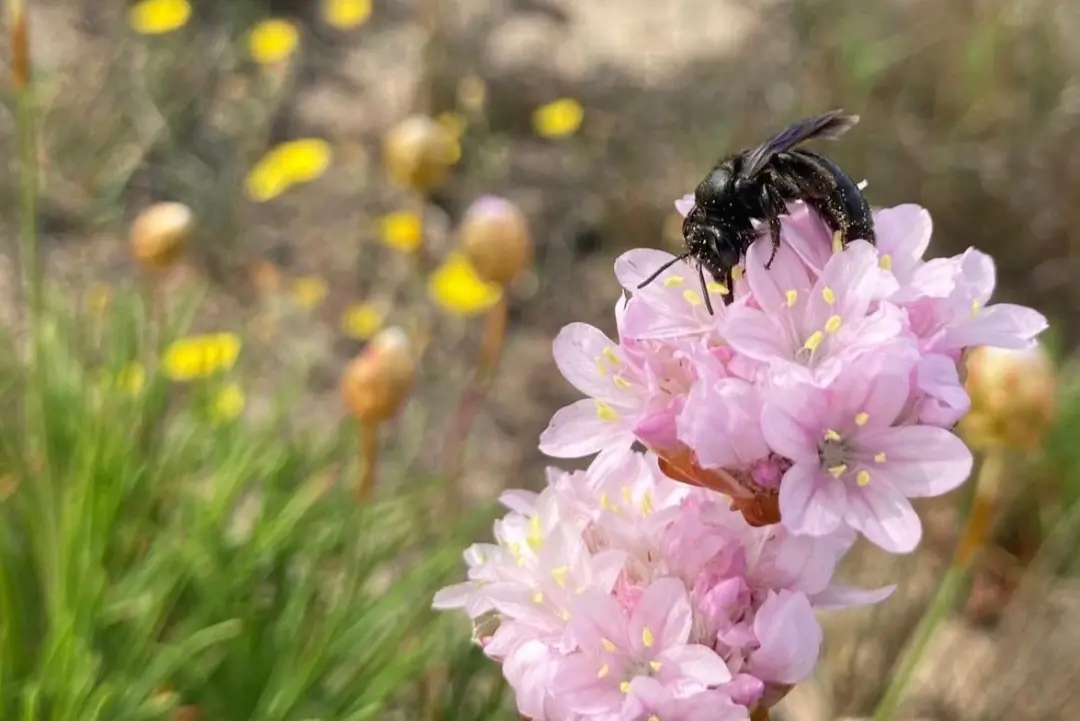 Andrena Culucciae e Armenia pungens