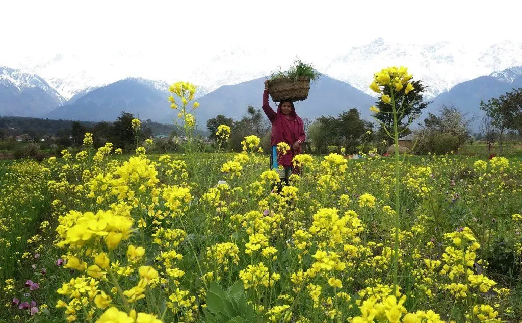 Una donna in India impegnata nella raccolta di mimose