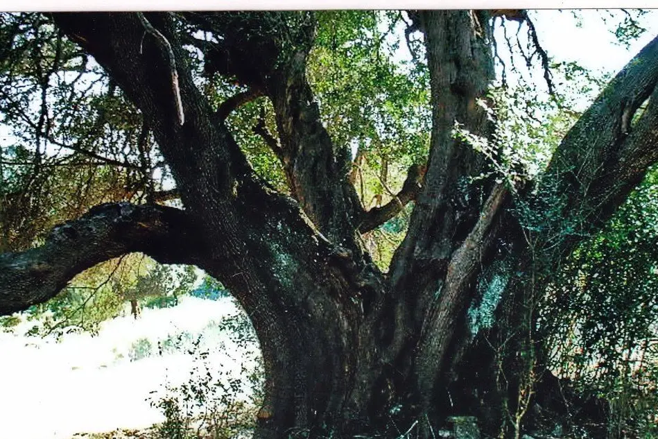 L'esemplare di olivastro nelle campagne di Sant'Antonio