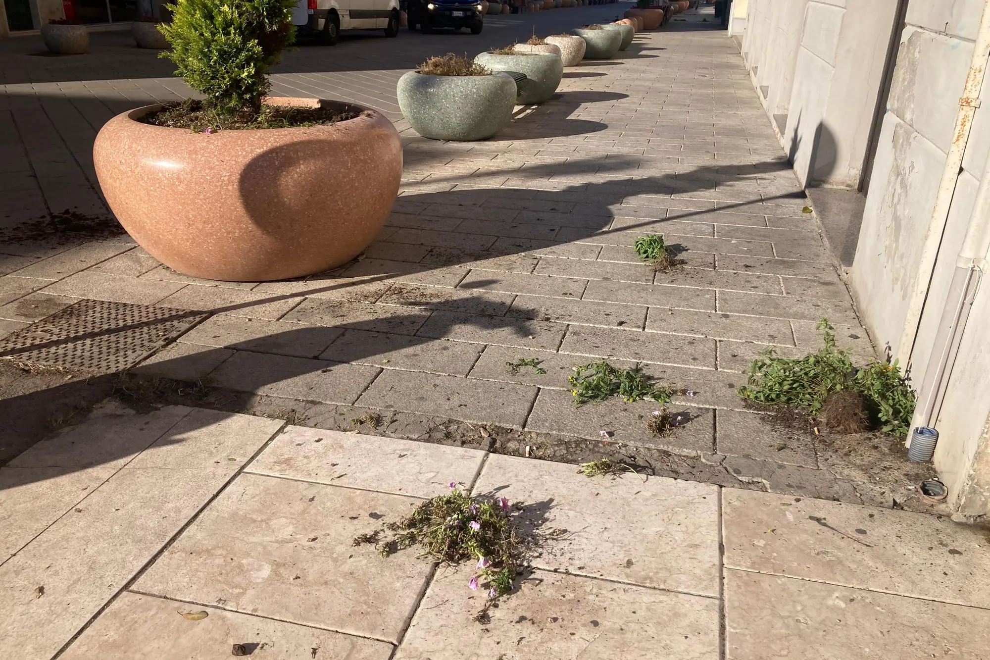 Le piante sradicate dalle fioriere nel corso Vittorio Emanuele a Porto Torres (foto Pala)