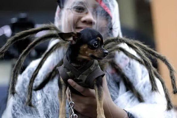 Halloween da cani negli Stati Uniti: i travestimenti più bizzarri