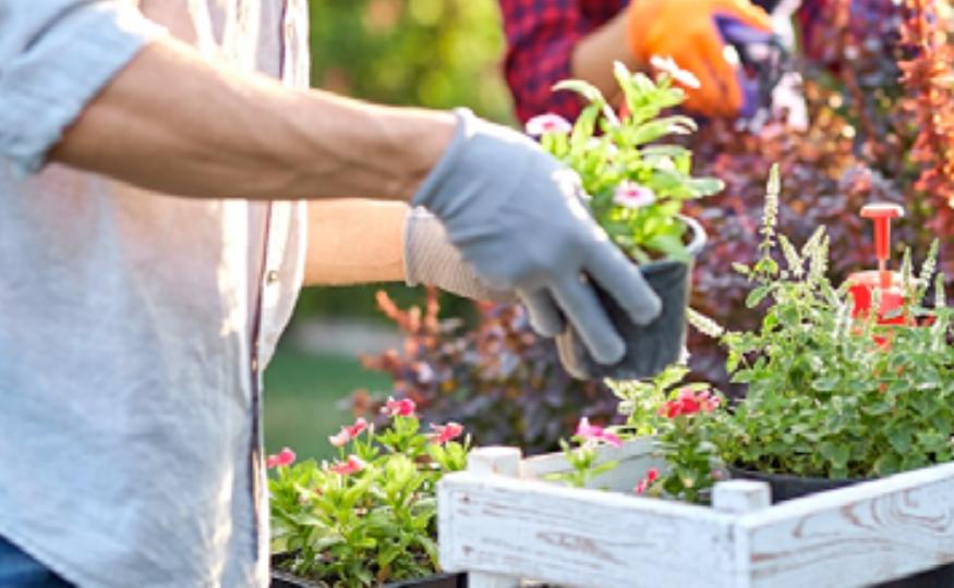 Florovivaismo, la coltivazione nei D/10 cerca norme chiare