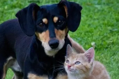 Un cane e un gatto (Foto del Comune di Cabras)