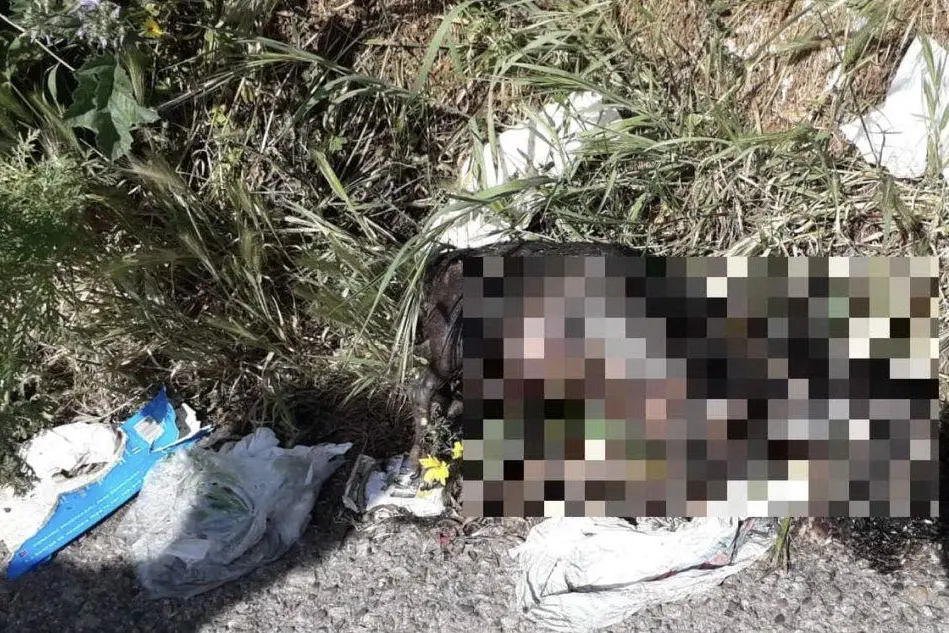 Il cagnolino investito (foto L'Unione Sarda - Murgana)