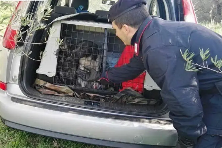 L'auto recuperata con gli animali a bordo