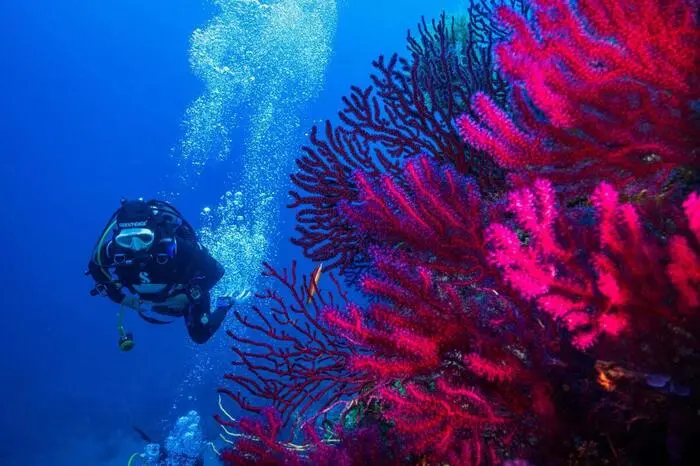 Greenpeace Italy underwater monitoring station at Ventotene Island to study the impact of climate change on underwater coastal biodiversity. Raising water temperature and clear impacts on more sensitive species.