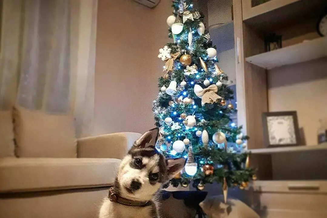 Buon Natale da Antonio Iocci