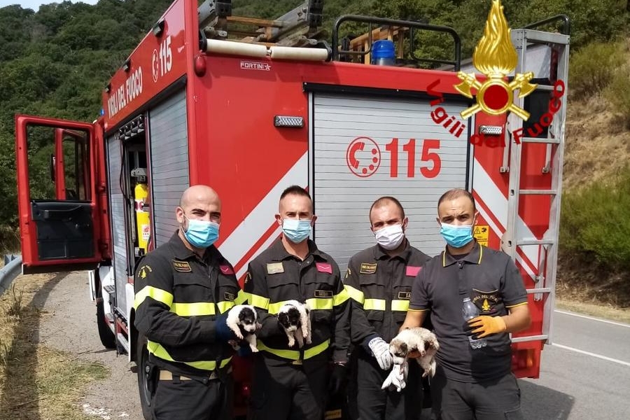 Cuccioli di maremmano salvati dai Vigili del fuoco di Bono