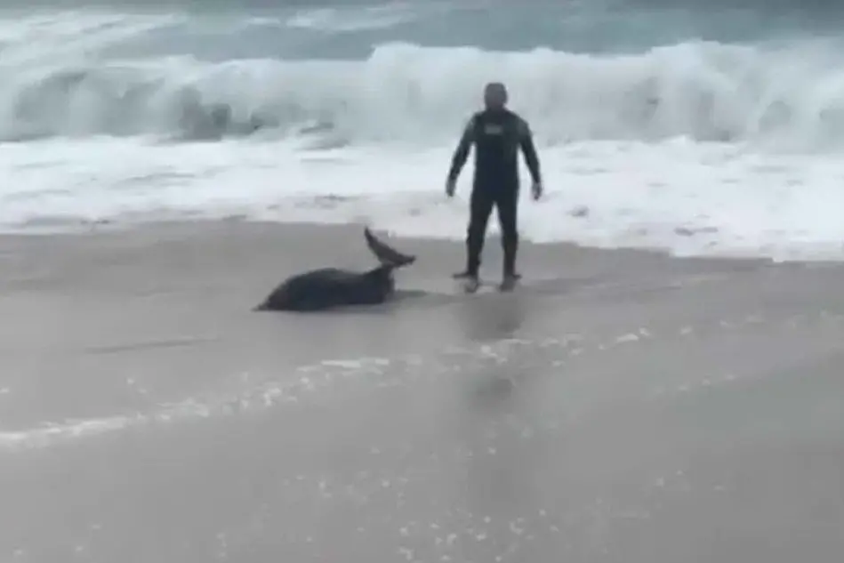 Roberto Ugnutu con il delfino spiaggiato