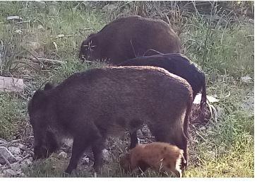 Ibridi di cinghiale a Santo Stefano: prosegue il piano di eradicazione ma resta l’allerta