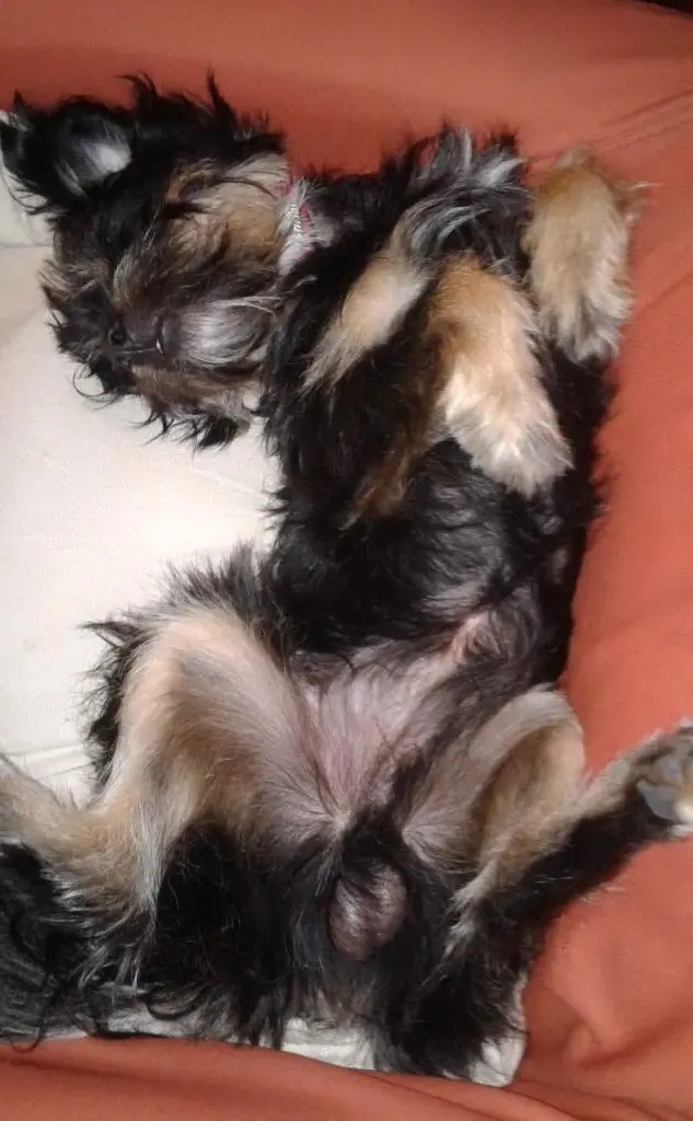 Toby nella foto inviata da Stefania di Cagliari