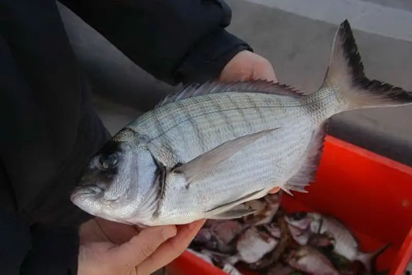 Il pesce sequestrato dalla Guardia costiera di Porto Torres