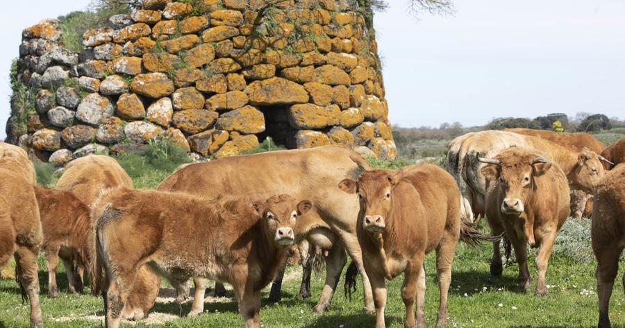 Dermatite nodulare, vertice in città