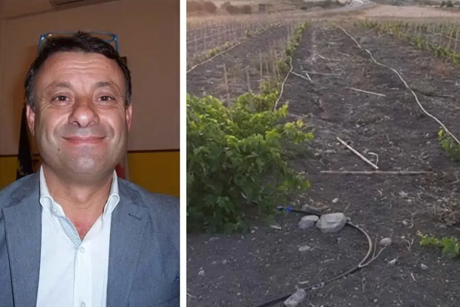 Ercole Melis e il suo vigneto raso al suolo (foto L'Unione Sarda)