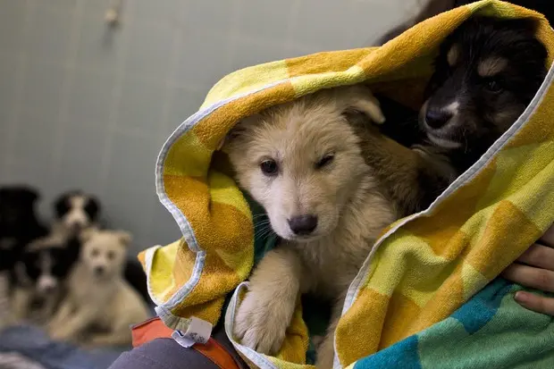 Cani, immagine simbolo (Ansa)