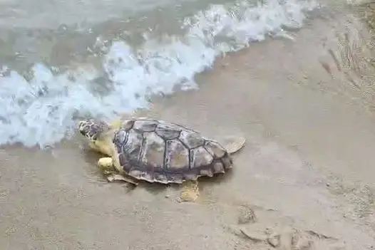 La Maddalena, Kikka prende il mare (Foto Ronchi)