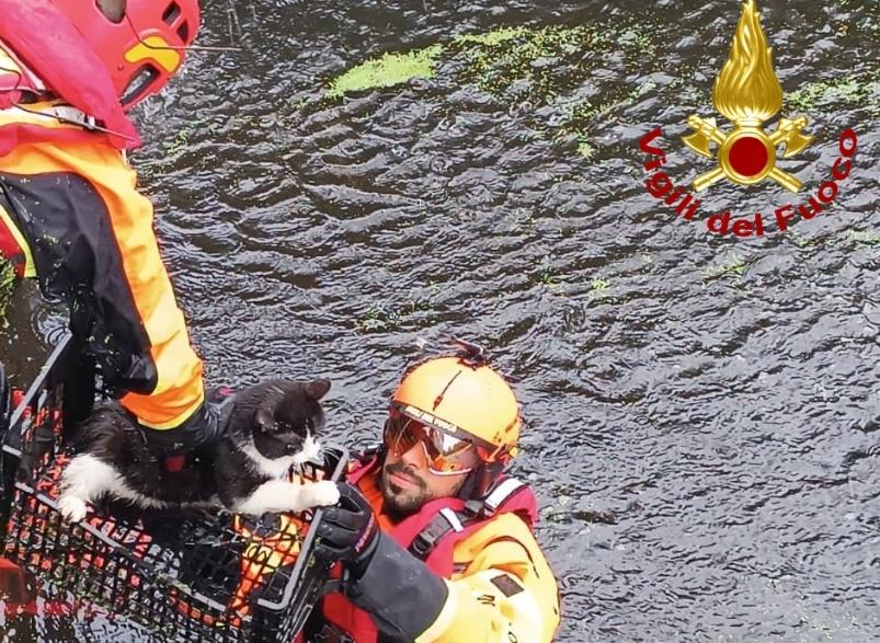 Gatto bloccato nell’acqua, lo salvano i vigili del fuoco