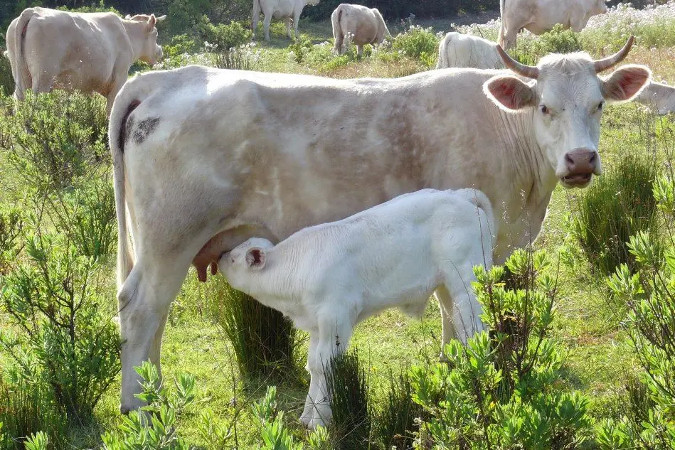Mucche al pascolo in Ogliastra (Loi)