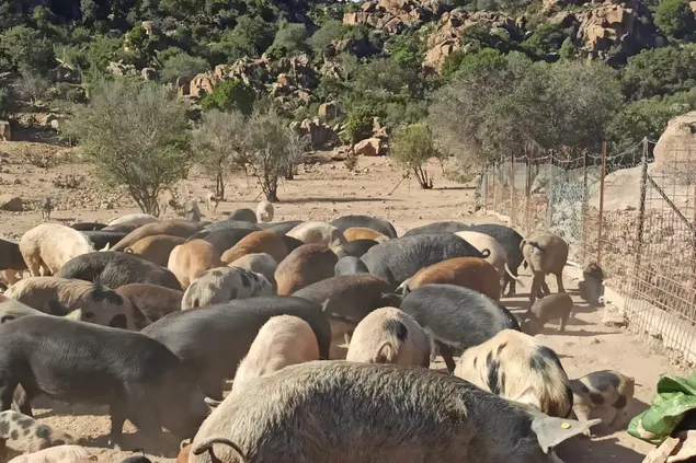 Un allevamento di suini nelle campagne di Talana (foto Secci)
