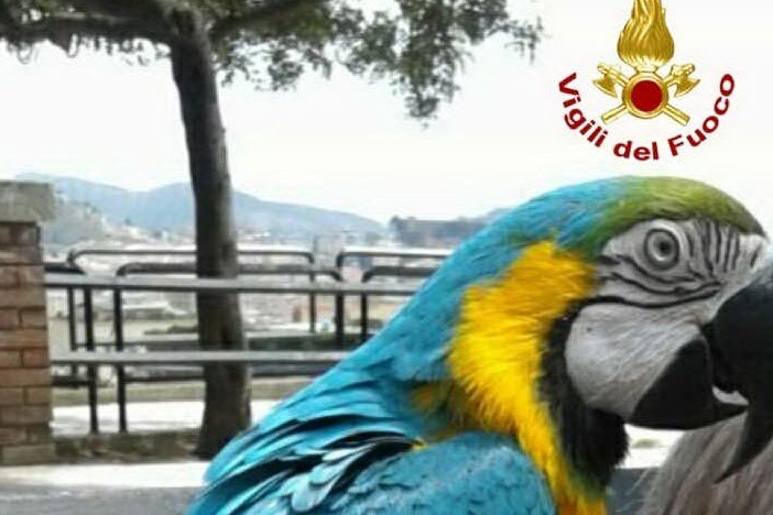 Cagliari, pappagallo fugge e resta bloccato sull'albero: lo salvano i pompieri