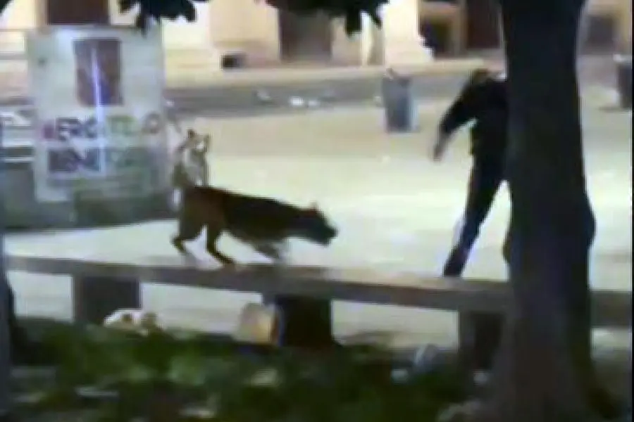 Il 22enne scaglia il suo pitbull contro un carabiniere (Ansa)
