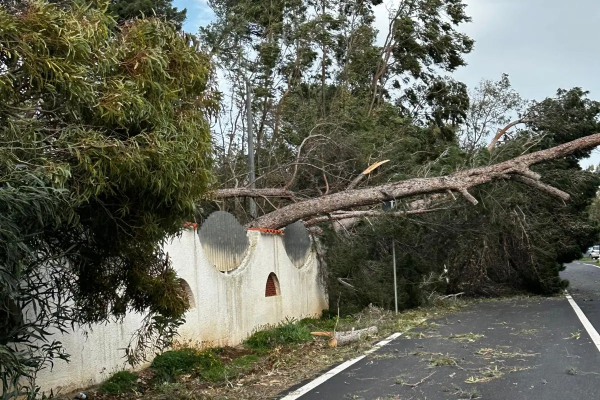 Un albero abbattuto sulla strada per Porto Conte