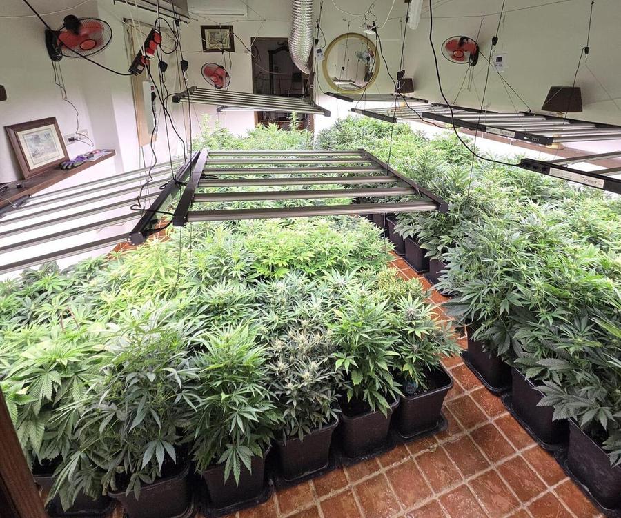 Serra indoor in casa con piante di cannabis: arrestata una 43enne