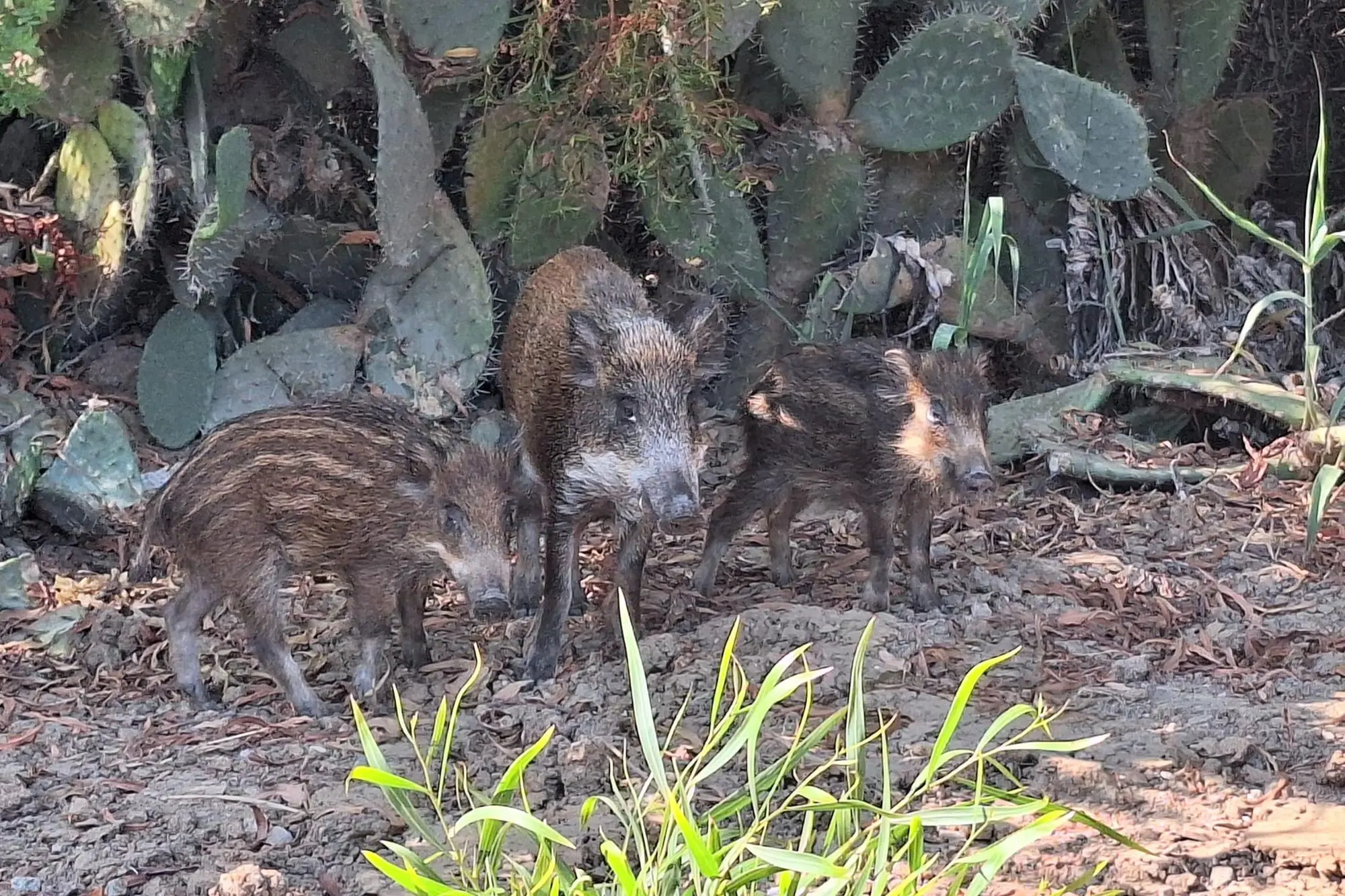 Cinghiali (Foto archivio US)