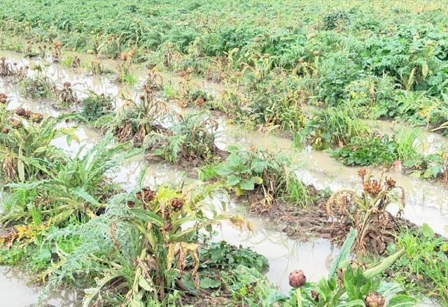 Ciclone Harry, al via rimborsi  agli agricoltori