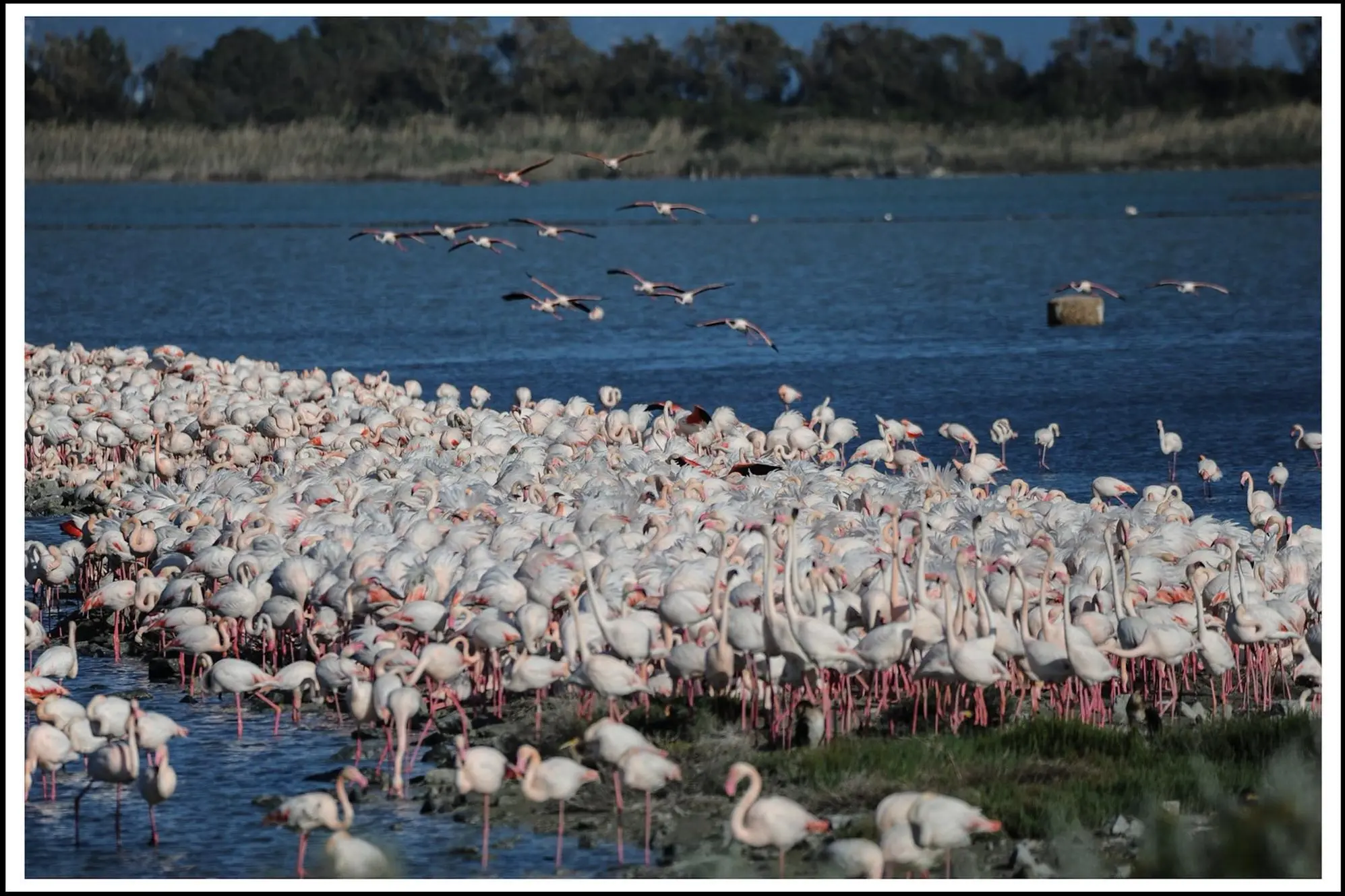 La nidificazione dei fenicotteri a Molentargius (Foto Andrea Piras)