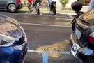 Cagliari, fogne in tilt in via Pergolesi: residenti e commercianti esasperati dal cattivo odore
